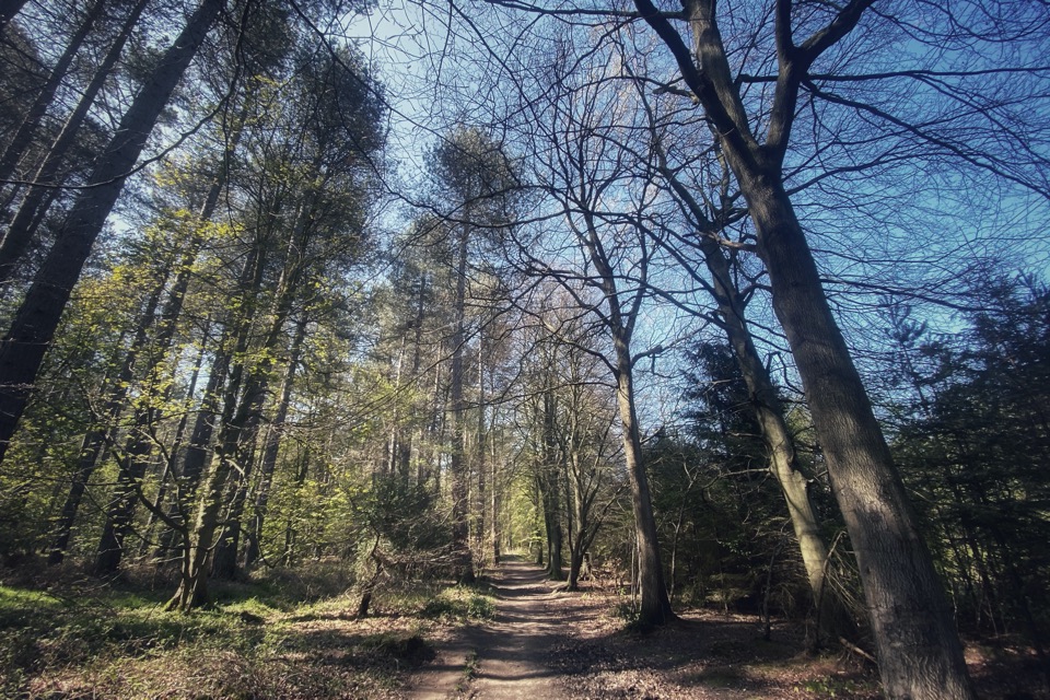 Trees in Chopwell Woods