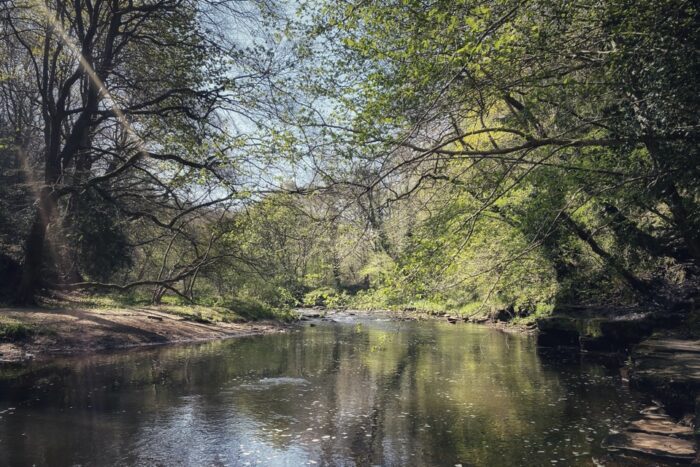 The River Derwent in Chopwell Woods