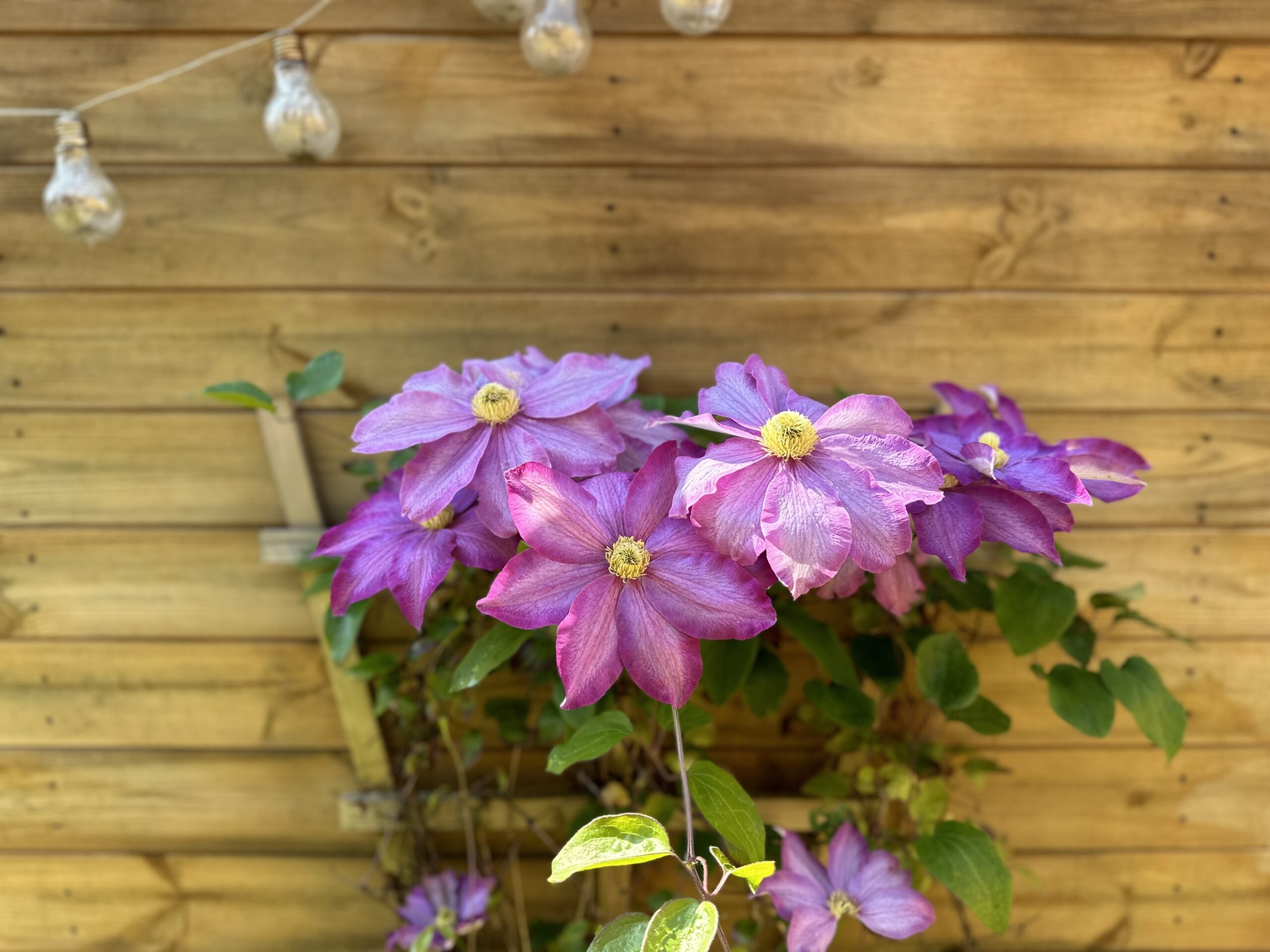 A clematis grows against a shed. The shed is painted a golden woody colour, the clematis blooms with big and bright purple flowers.